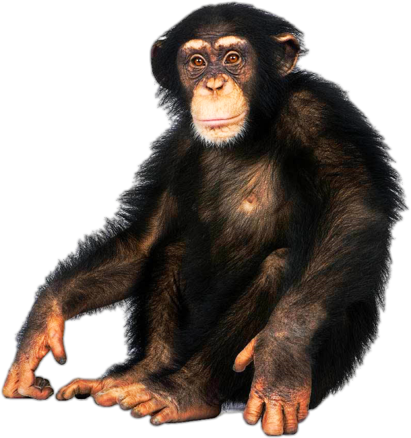 a small monkey sitting on the ground