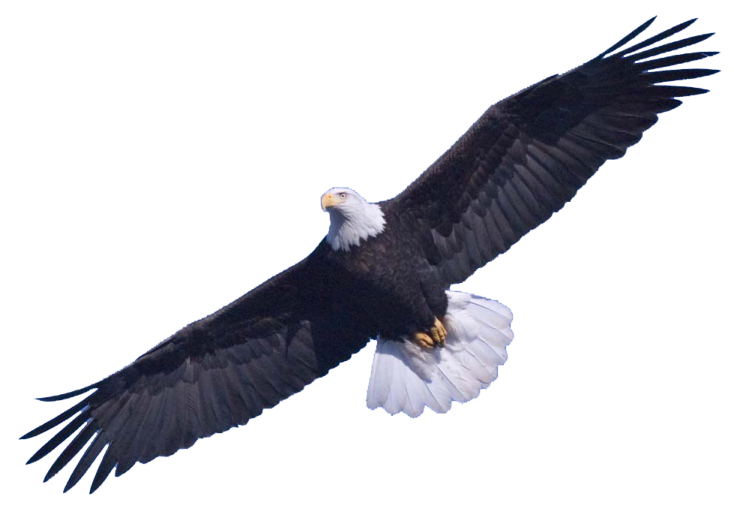 an eagle flying in the sky