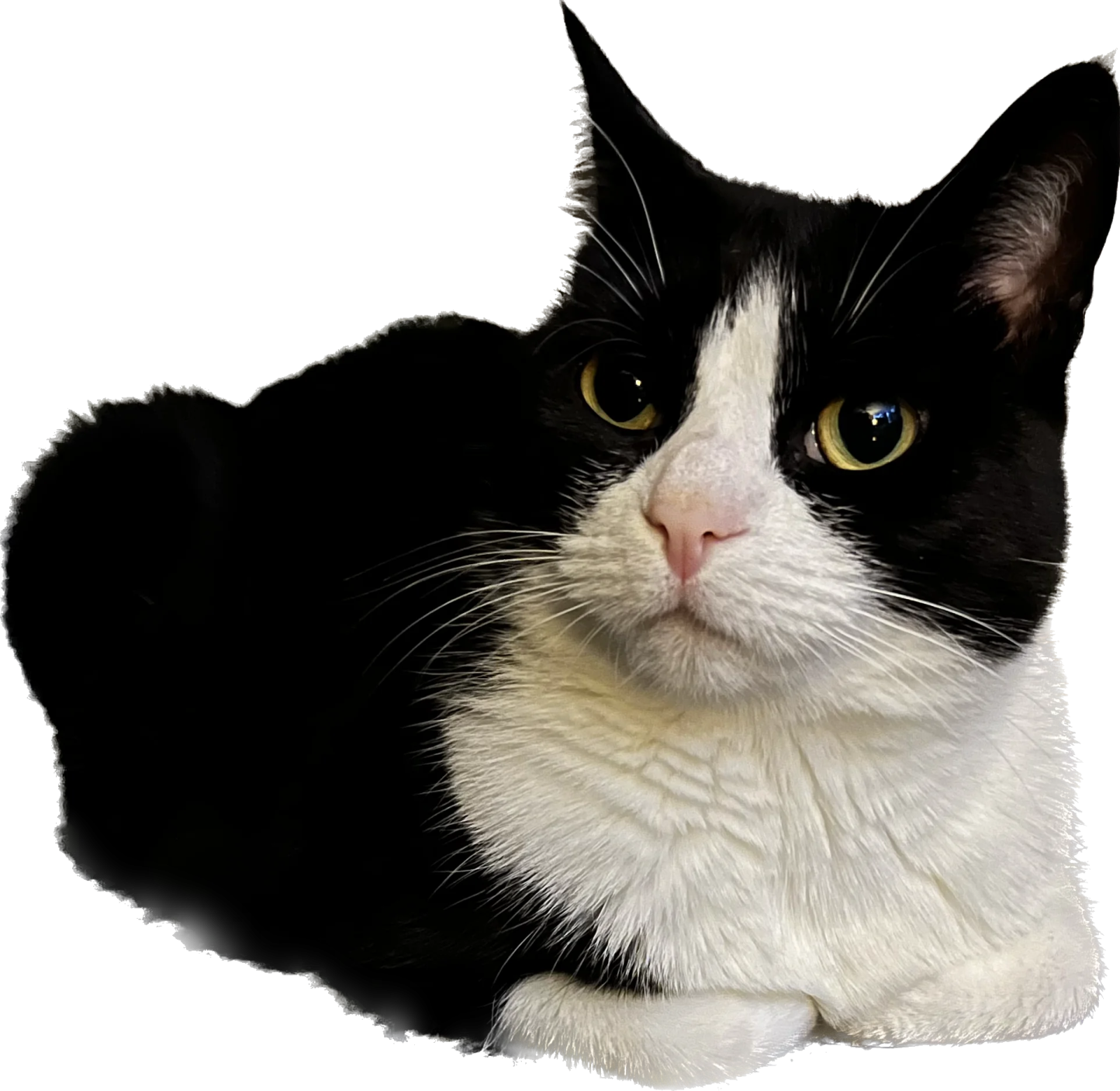 a black and white cat is laying down