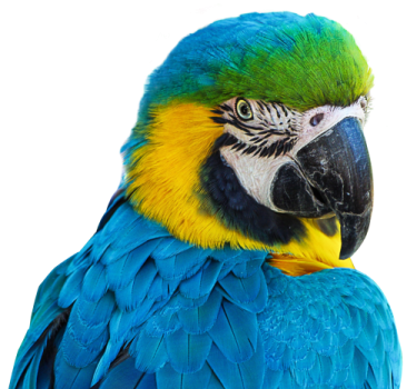 a close up of a blue and yellow parrot