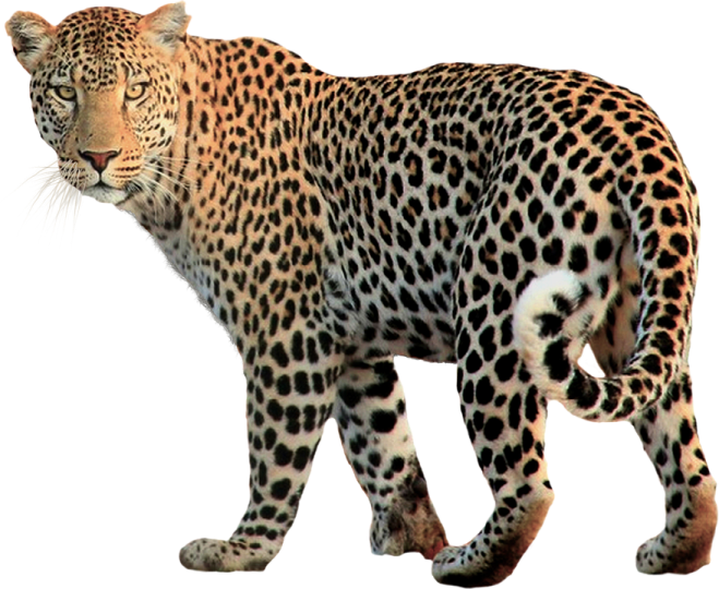 a leopard walking across a white surface