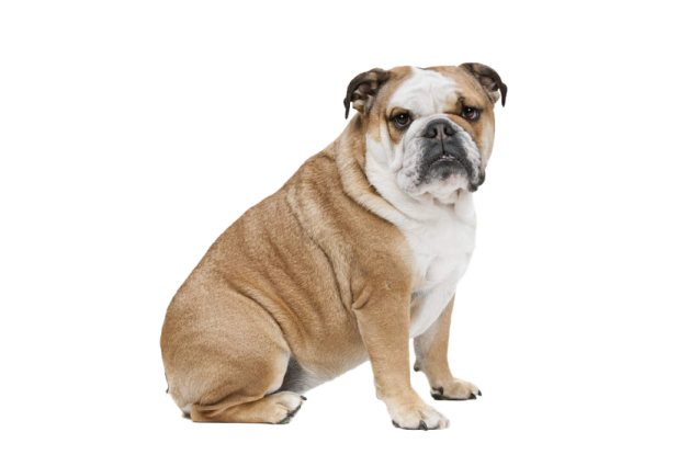 a small brown and white dog sitting down