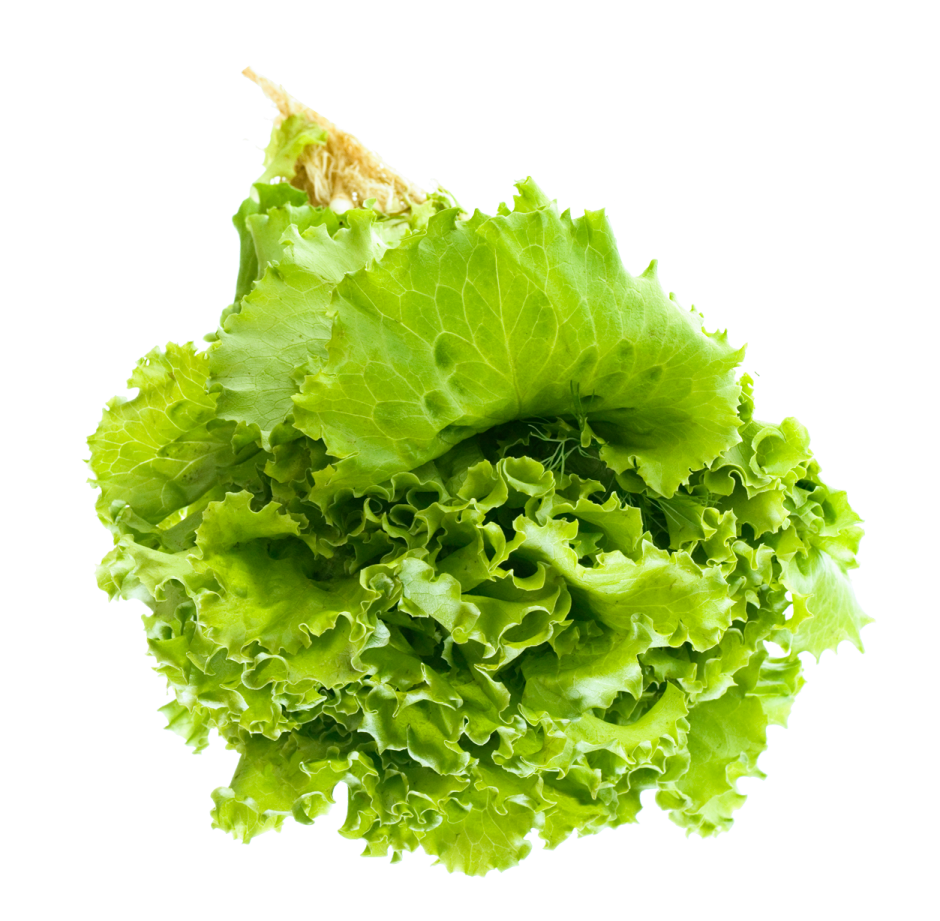 a bunch of lete leaves on white background