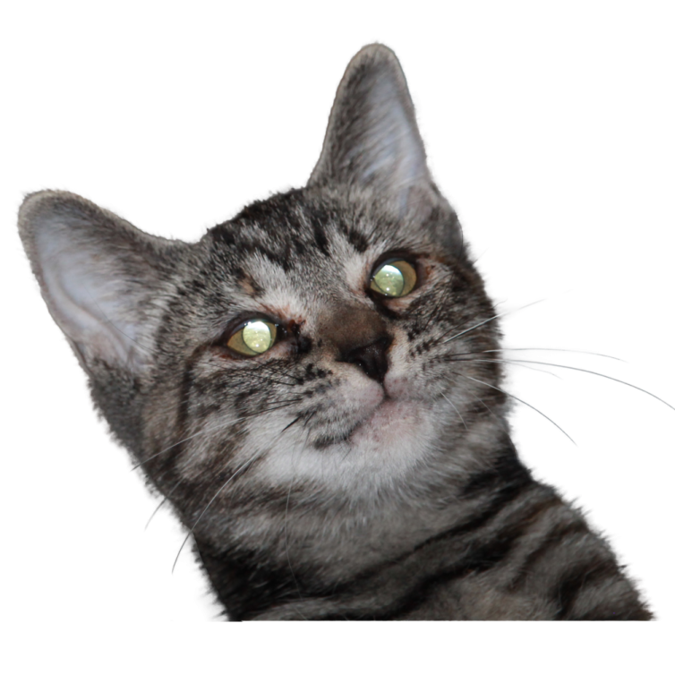 a close up of a cat's face