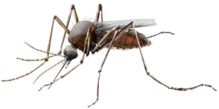 a mosquito on a white background