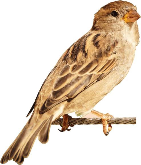a bird sitting on a branch