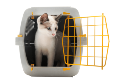 a cat in a cage on a white background
