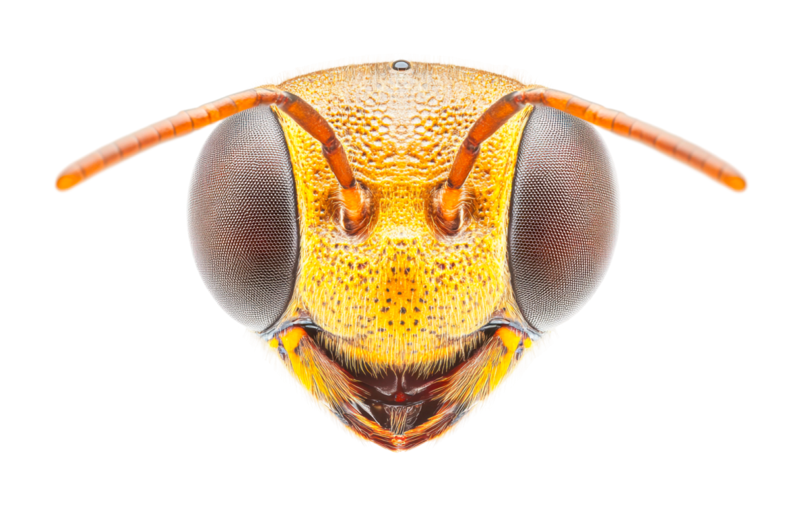 a close up view of a bee's head