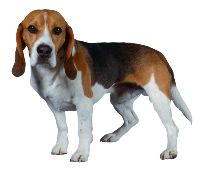 a brown and white dog standing on a white background