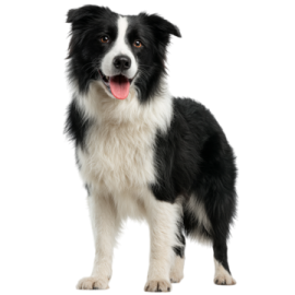 a black and white dog standing on a white background