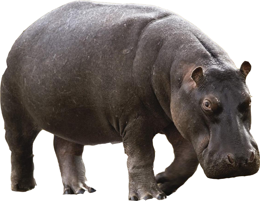 a hippo is standing on the ground