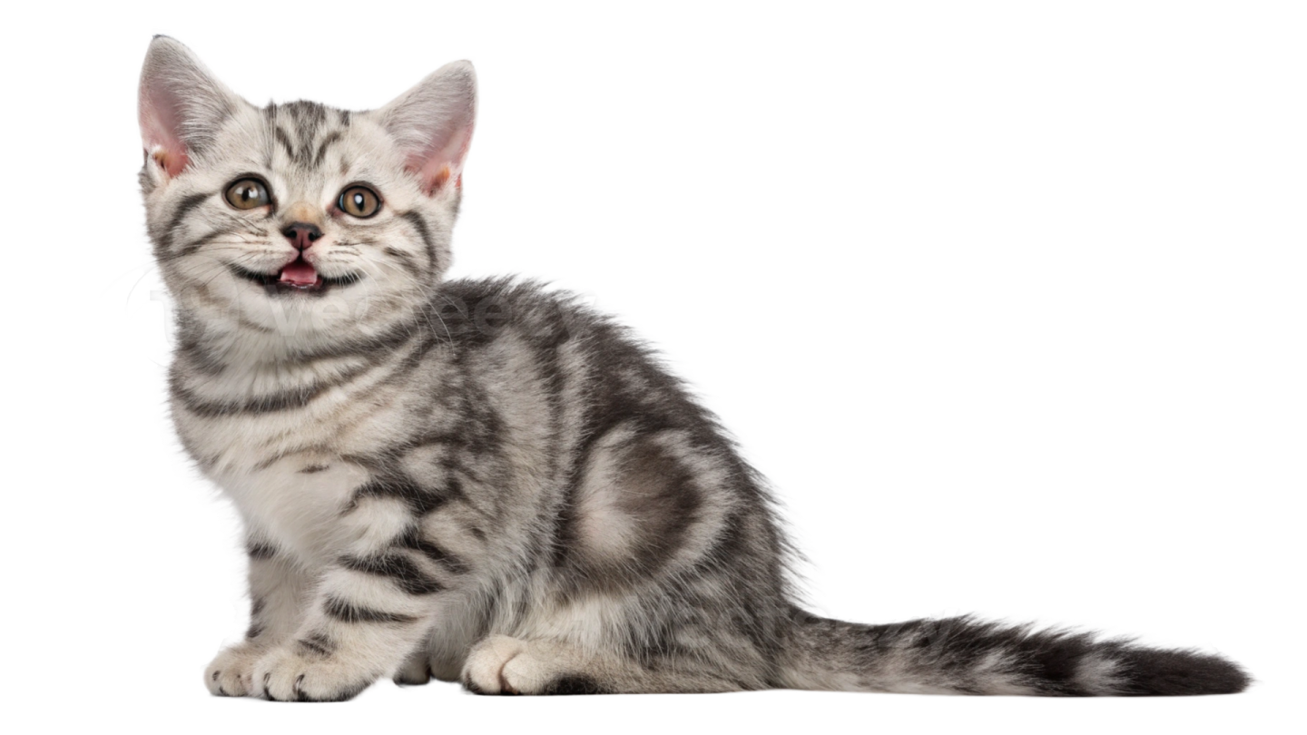 a kitten sitting on the floor looking up