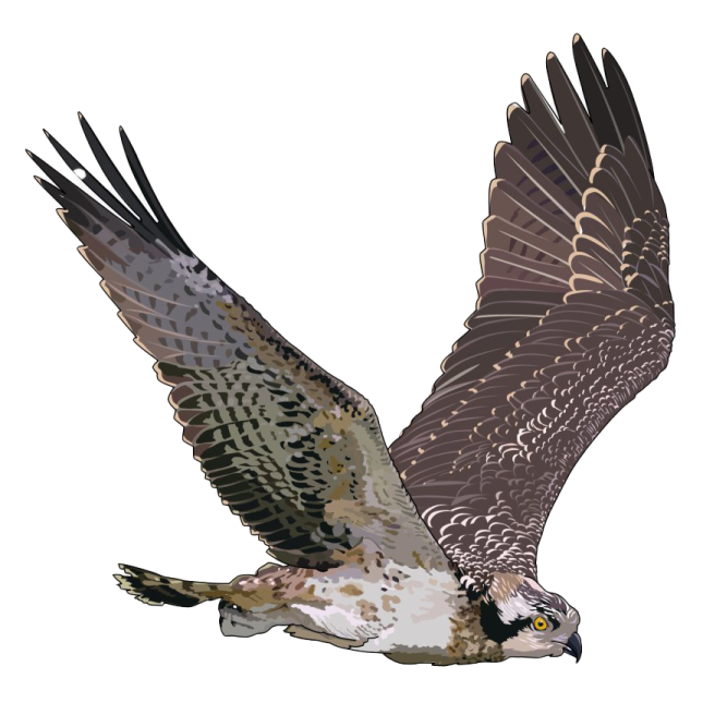 a bird that is flying in the air