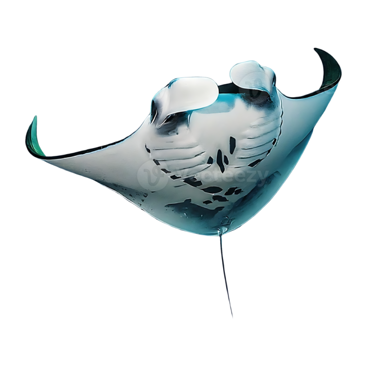 a white and black sting fish with its mouth open