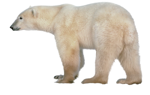 a polar bear standing in front of white background