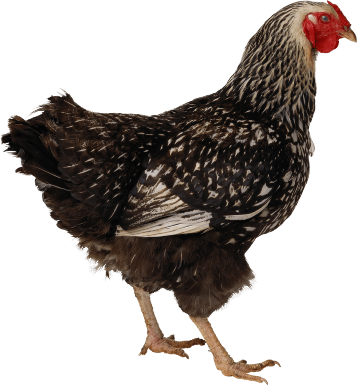 a black and white chicken on a white background