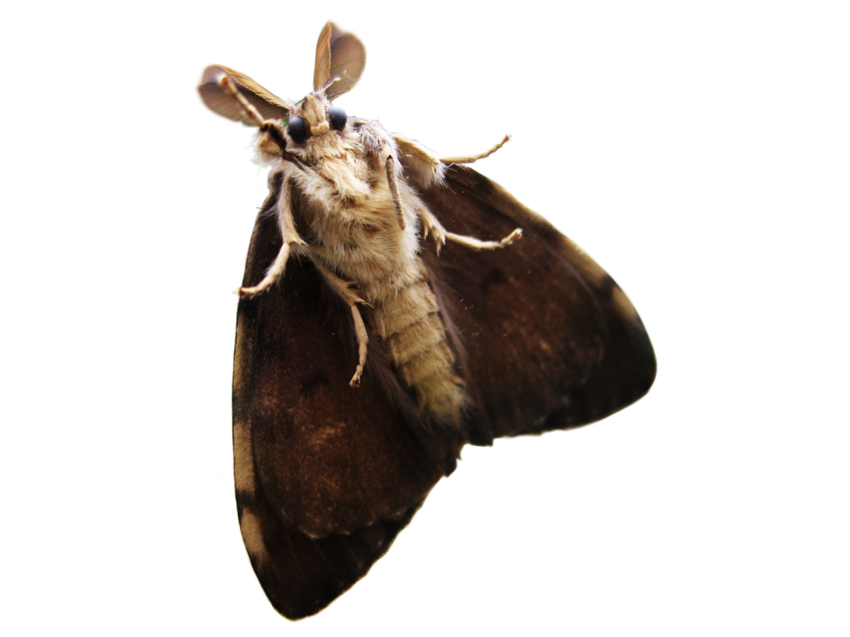 a close up of a brown moth