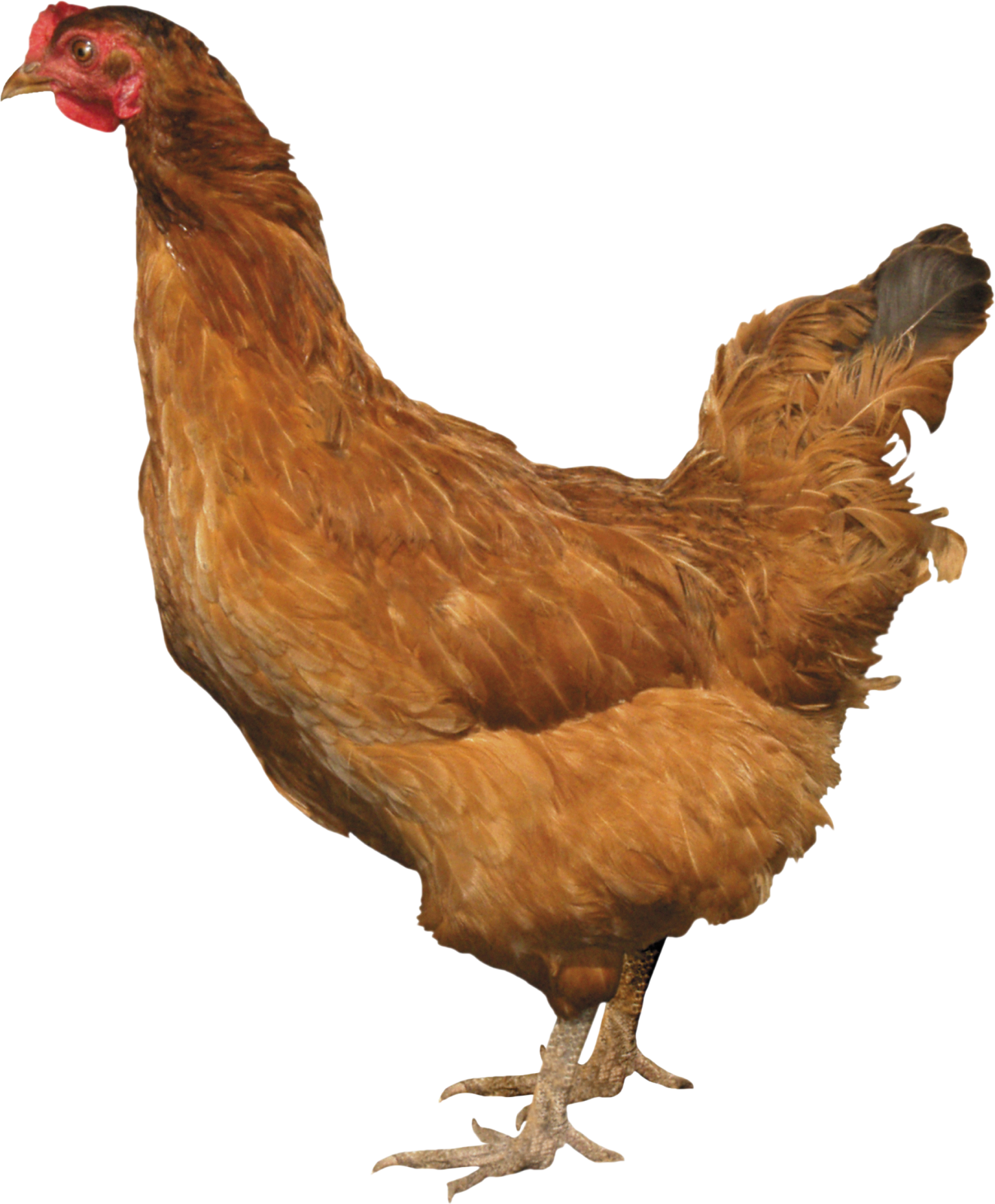 the chicken is brown