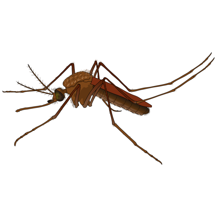 a mosquito on a white background