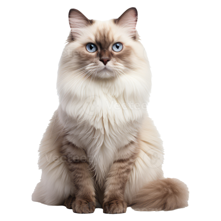 a cat with blue eyes sitting down