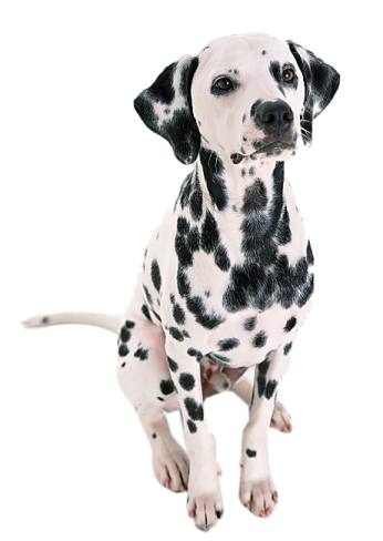 a black and white dog sitting on a white background