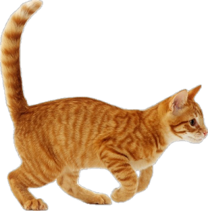 an orange cat walking across a white surface