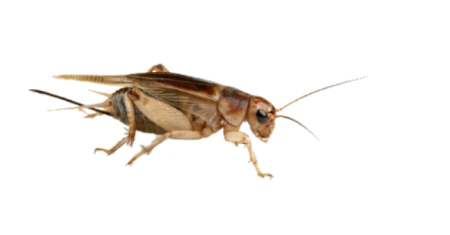 a close up view of a cricket on a white background