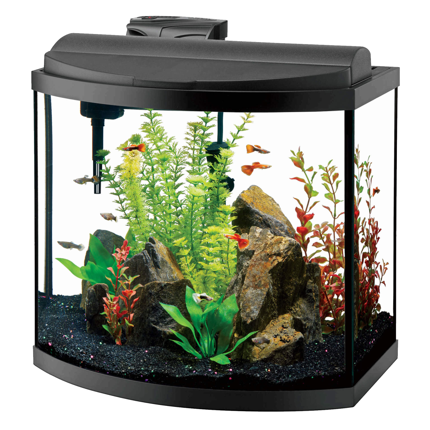 a fish tank filled with plants and rocks