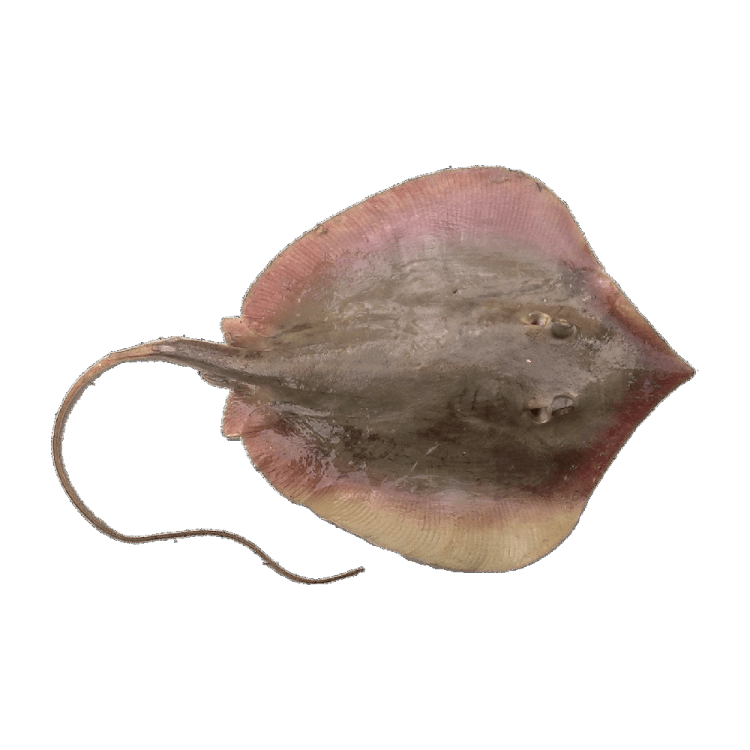 a close up of an animal's skin
