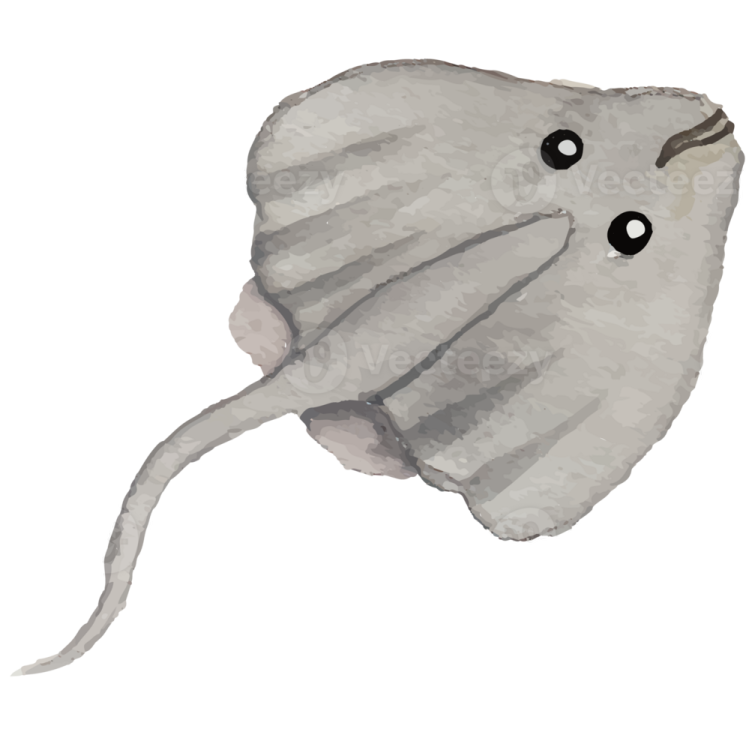 a watercolor drawing of a stingfish