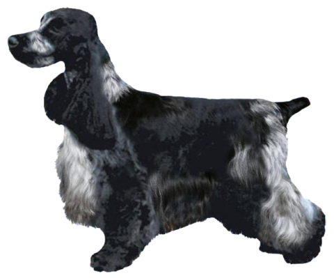a black and white dog standing on a white background