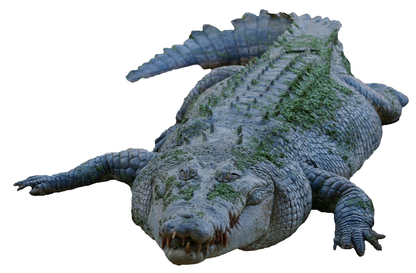 an alligator is laying down on the ground