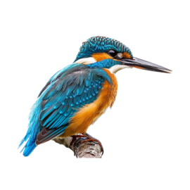 a bird sitting on top of a tree branch