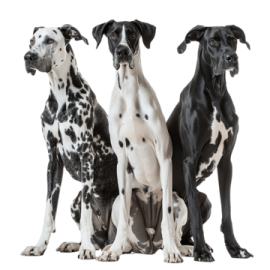 a group of dogs sitting next to each other dogs