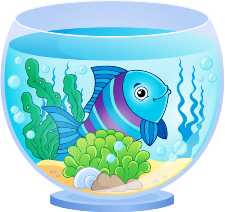 a fish in an aquarium
