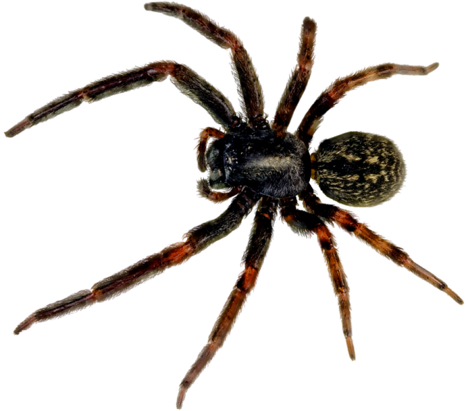 a tara tara spider on a white background