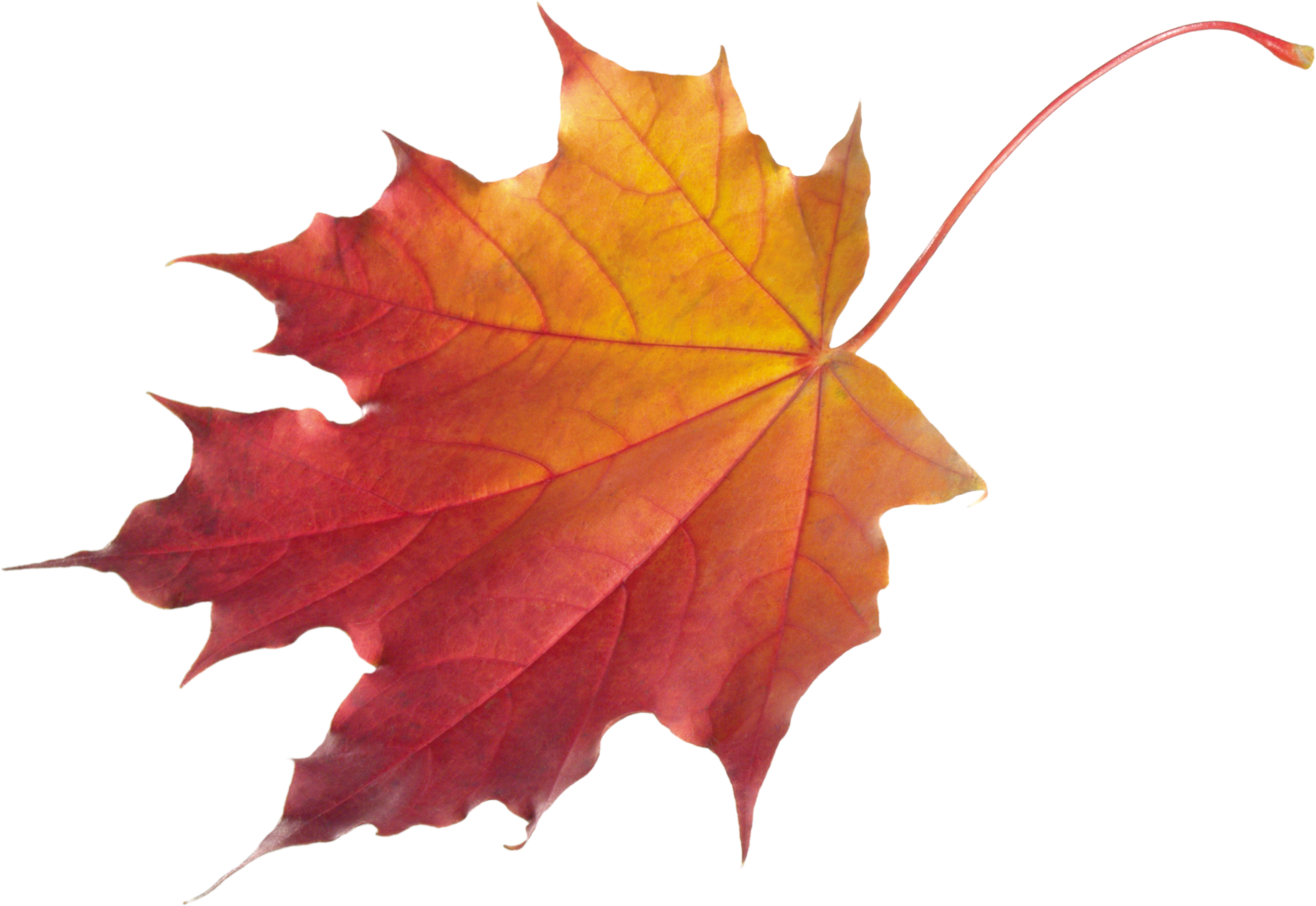 a red and yellow maple leaf