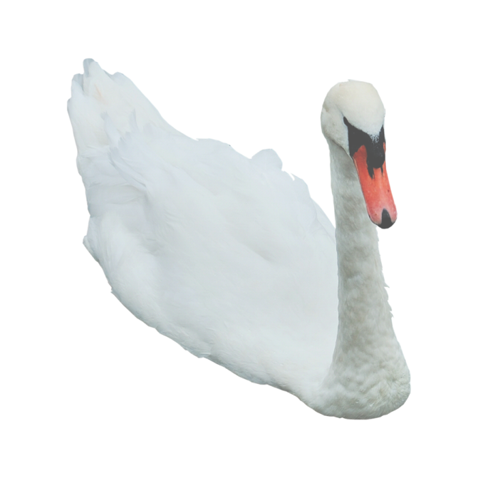 a white swan