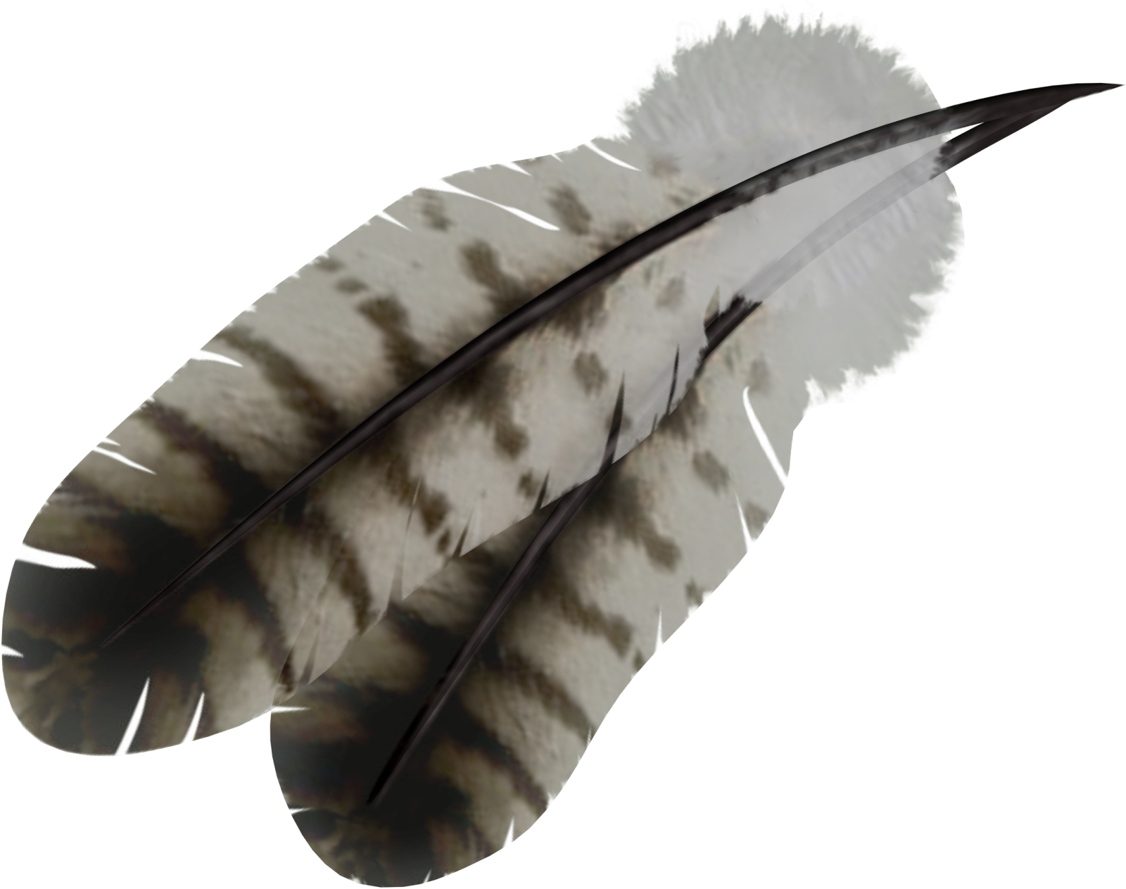 a black and white feather on a white background