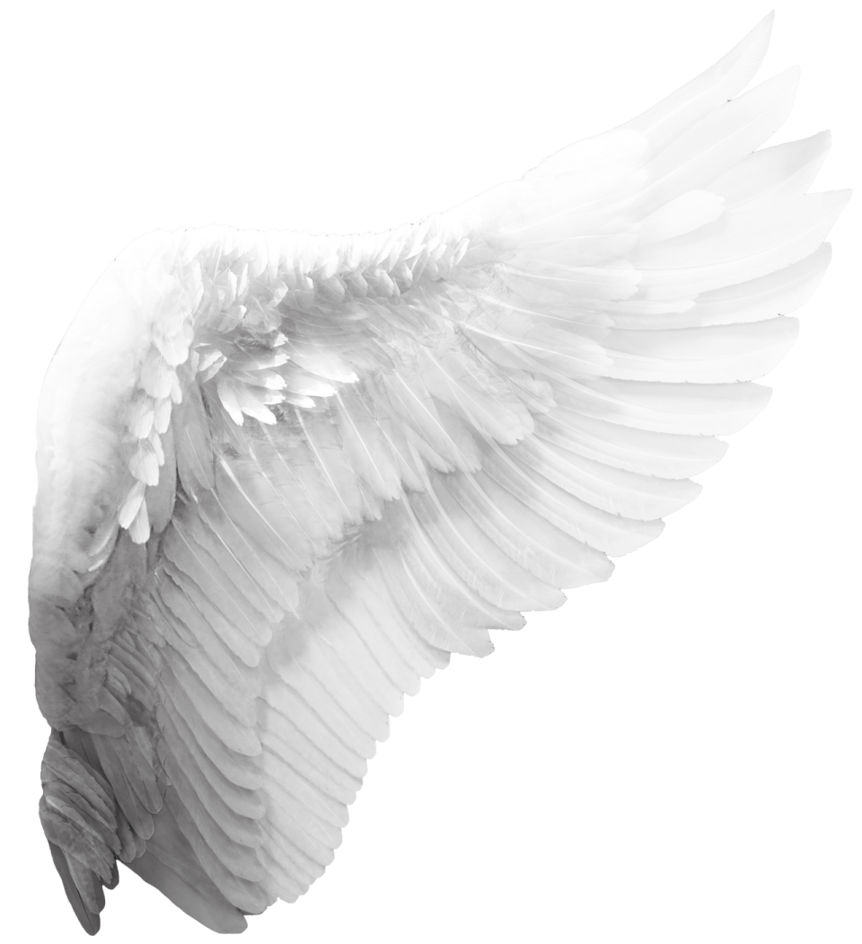 black and white wings on a white background