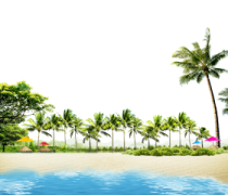 a beach with palm trees and blue water