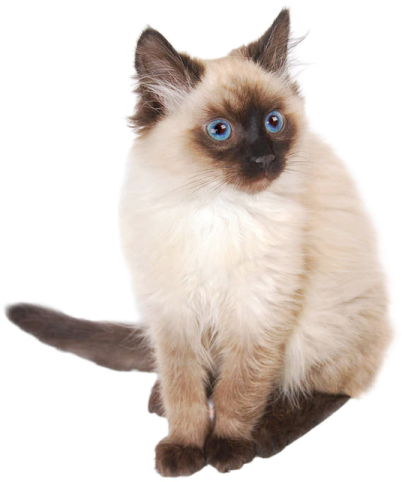 a cat with blue eyes sitting on a white surface