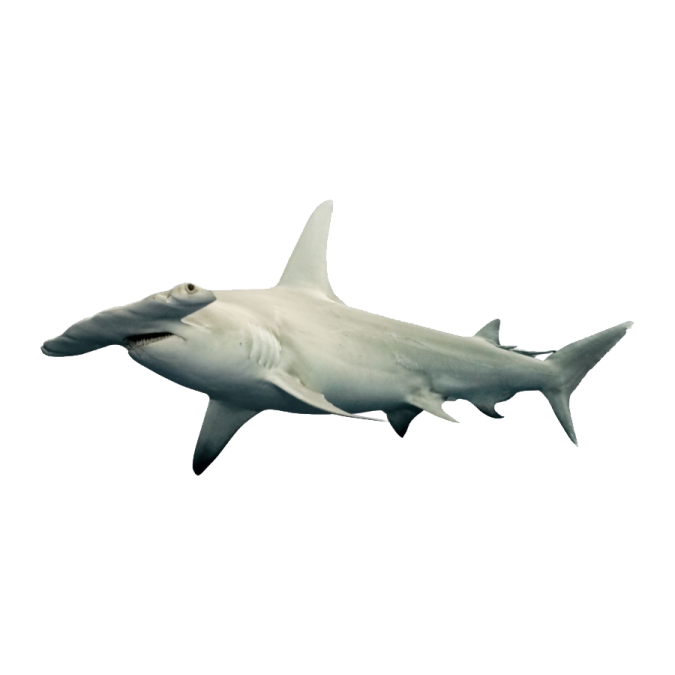 a white shark swimming in the ocean
