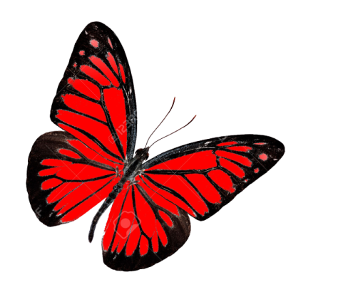 a red butterfly on a white background