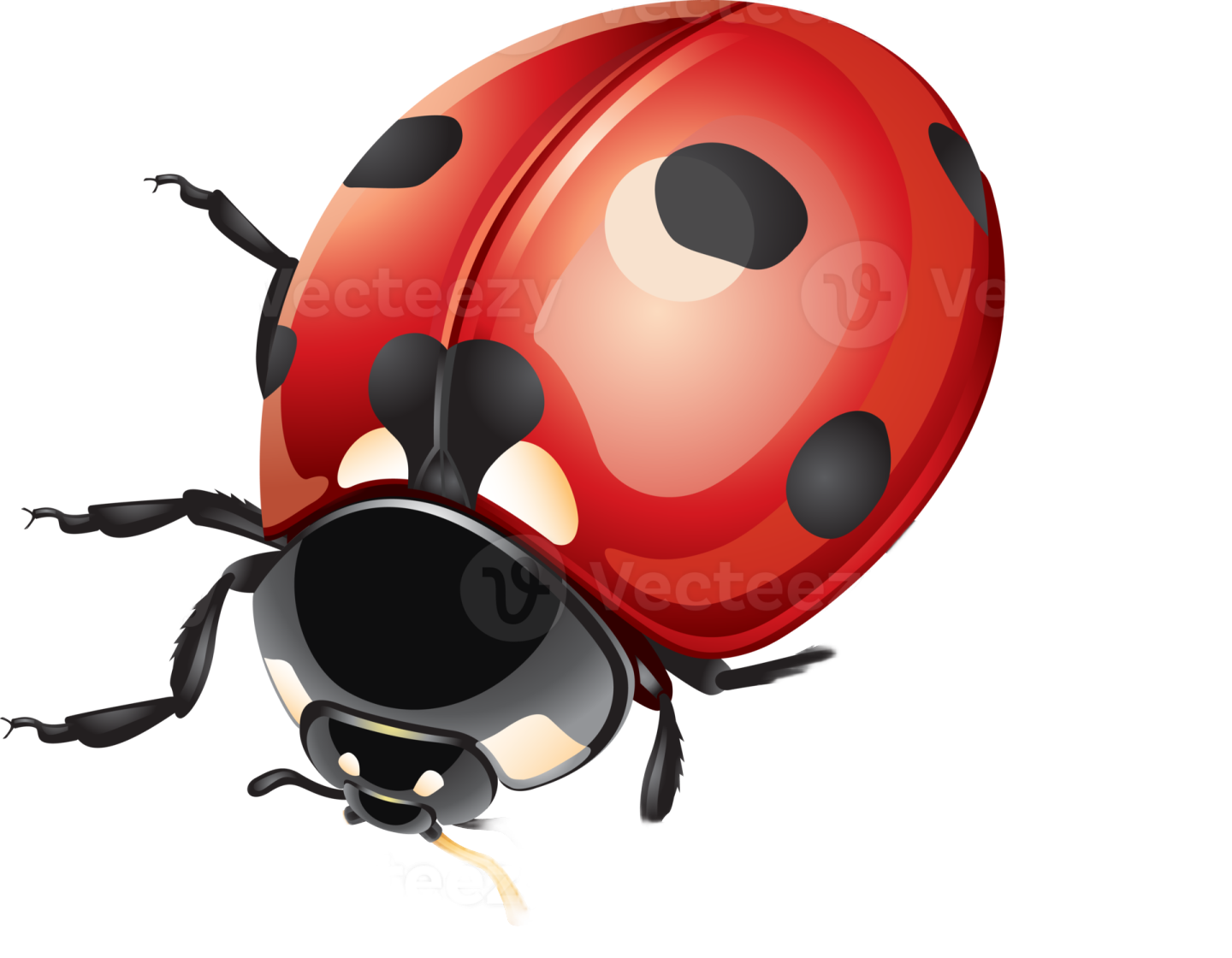 a lady bug with black spots on its back