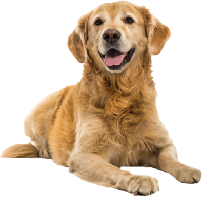 a brown dog laying down with its tongue out