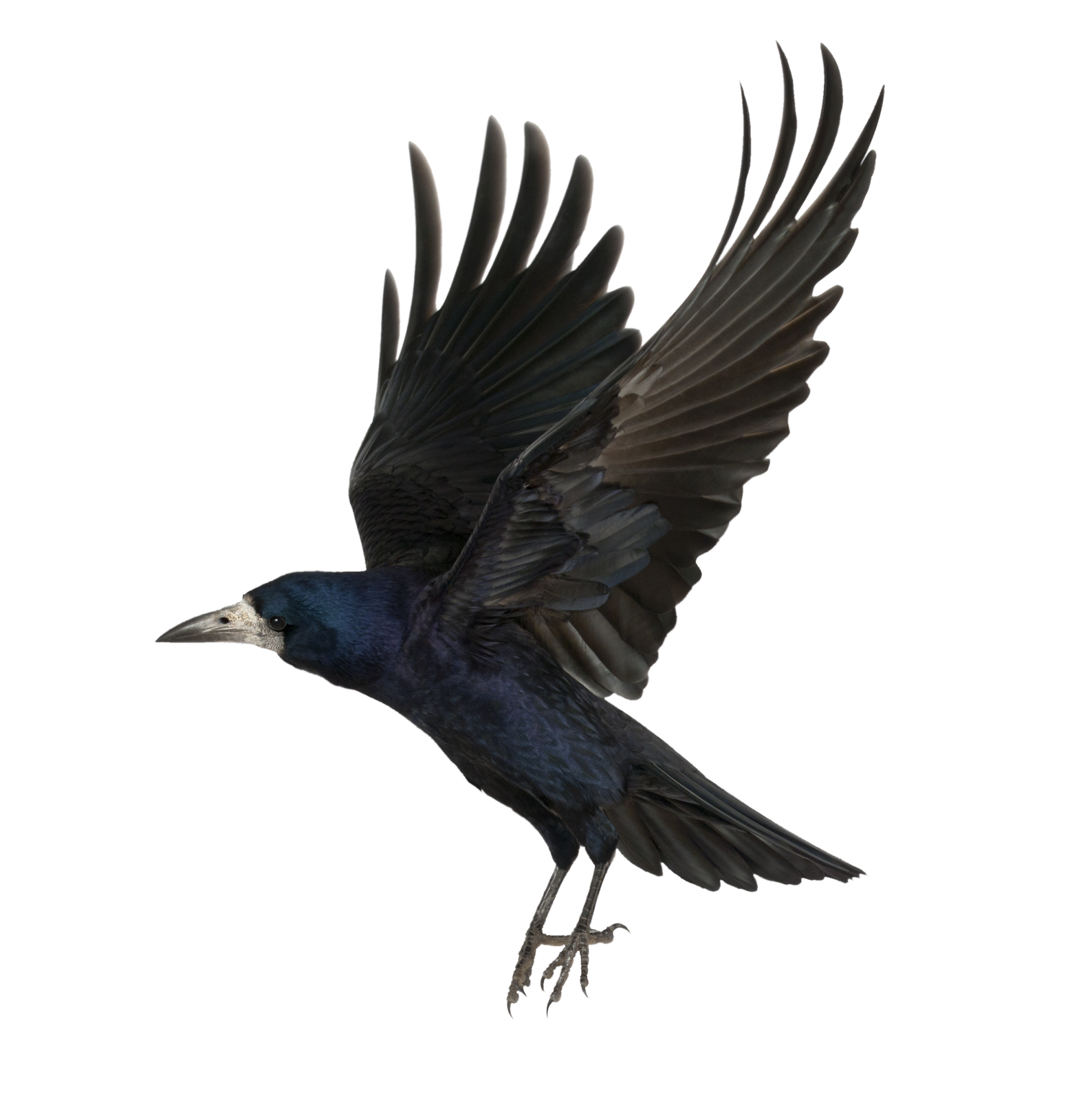 a black bird is flying in the air