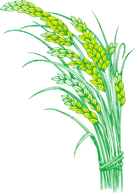 an illustration of a bunch of wheat