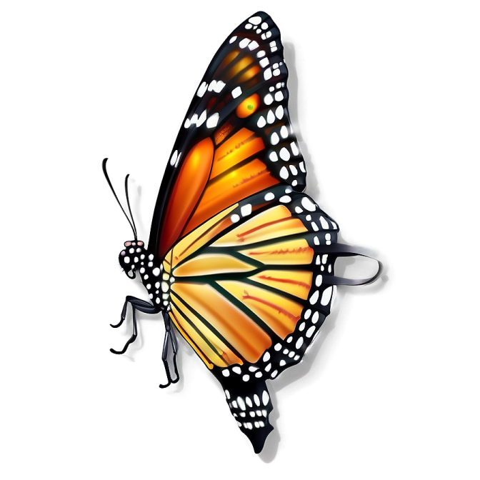 a monarch butterfly on a white background