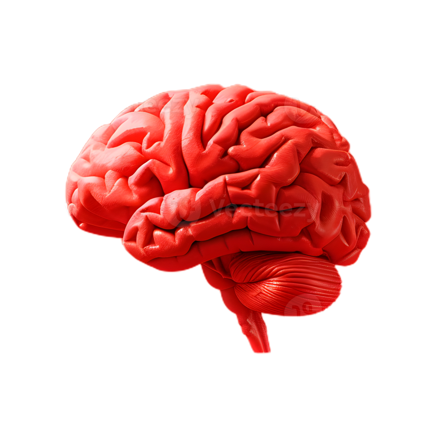 an image of the human brain